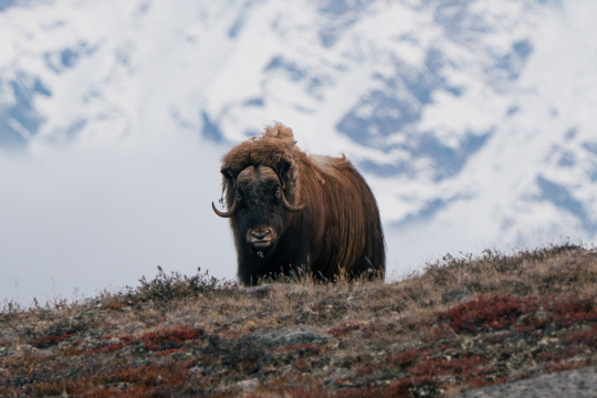 Ein großer Büffel mit Hörnern steht auf einer Wiese